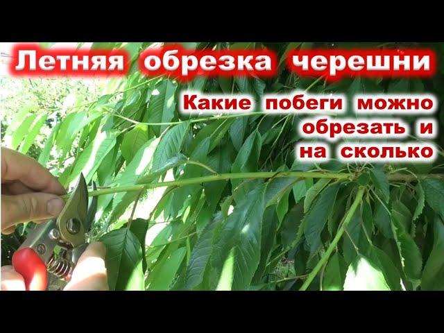 ЛЕТНЯЯ ОБРЕЗКА ЧЕРЕШНИ подробно для начинающих