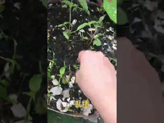 懒人种植九层塔
