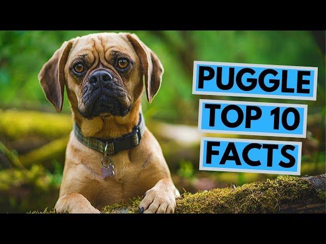 Puggle dog - TOP 10 Interesting Facts