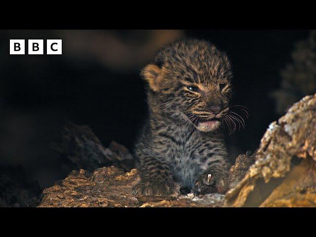 Rare first glimpse of newborn leopard cubs   - BBC