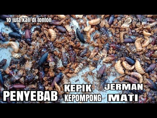 PENYEBAB KEPIK JERMAN BANYAK MATI