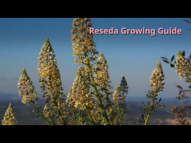 Reseda Growing Guide (Weld) by GardenersHQ