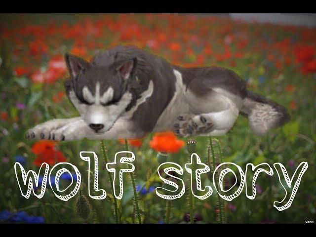 /wolf story/история волка/