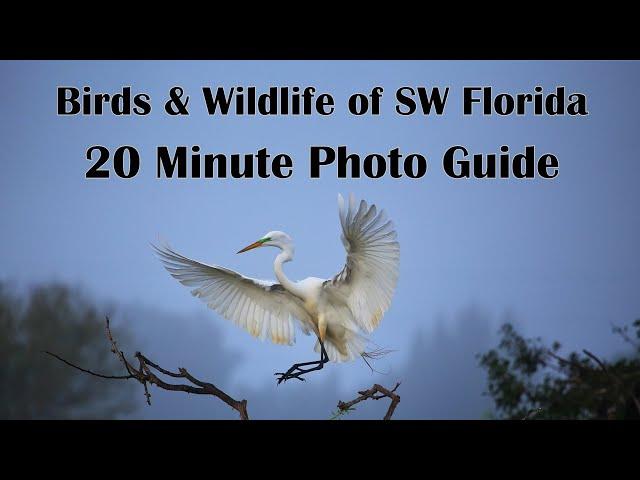 Birds & Wildlife of Southwest Florida - Twenty Minute Photo Guide