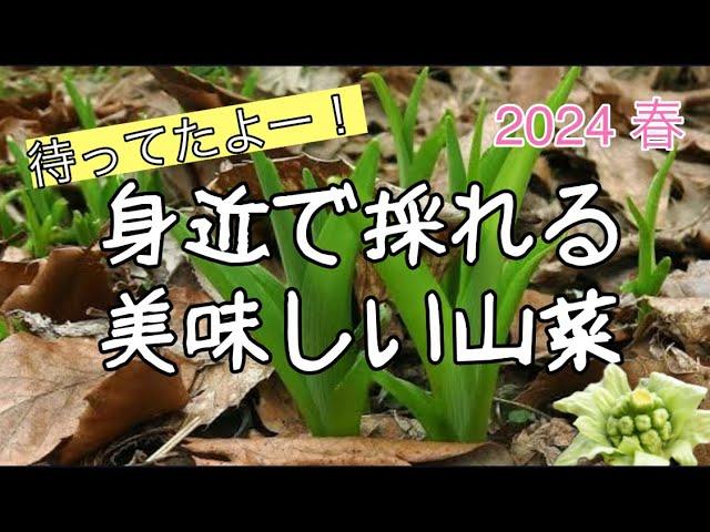 【山菜・キノコ採り 2024⑤】待ってたよー！身近で採れる美味しい山菜