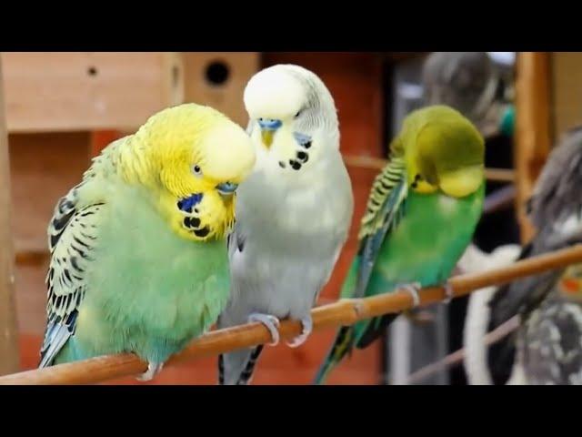 Over 9 hours of Budgies Playing Singing and Talking