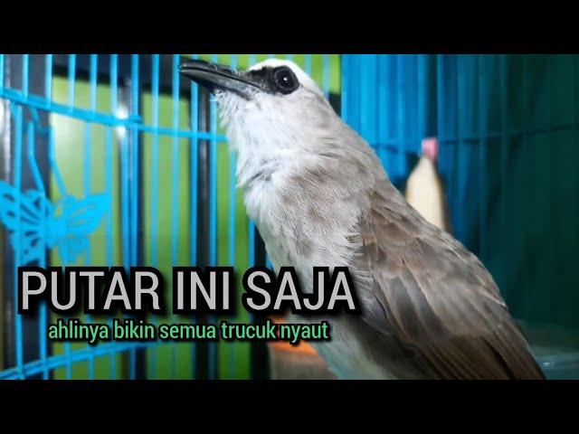 SUARA trucukan gacor TARUNG ROPEL PANJANG pancingan trucukan agar bunyi JADIKAN trucuk gacor NYAUT