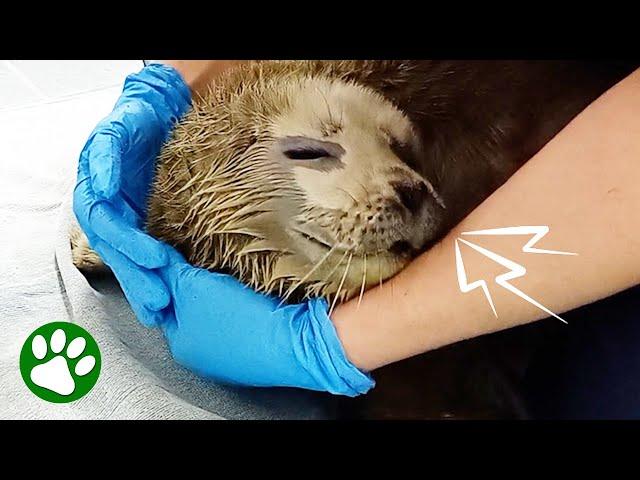 Vocal Little Seal Pup Rescued From Beach