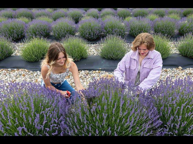 Lavender farming in West Michigan