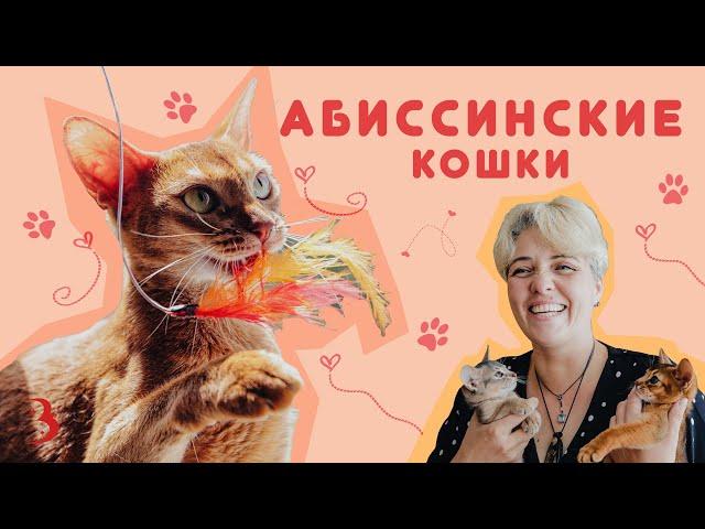 Абиссинские кошки — дрессировка, любовь к людям, любопытство / Сколько стоят абиссины?