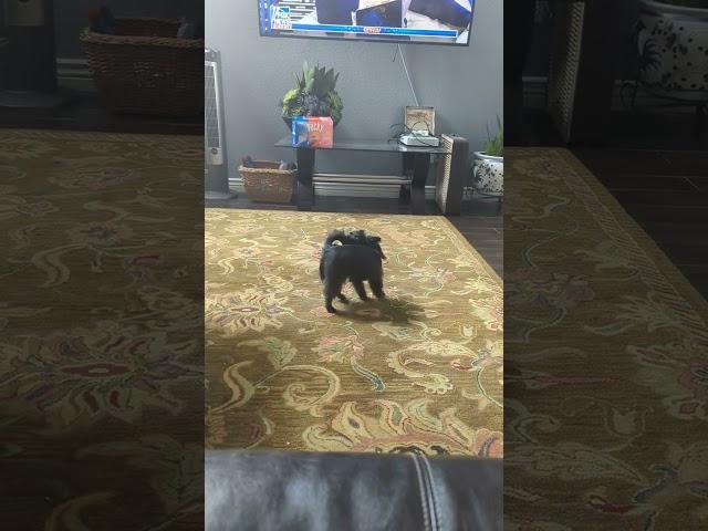 dog chasing tail