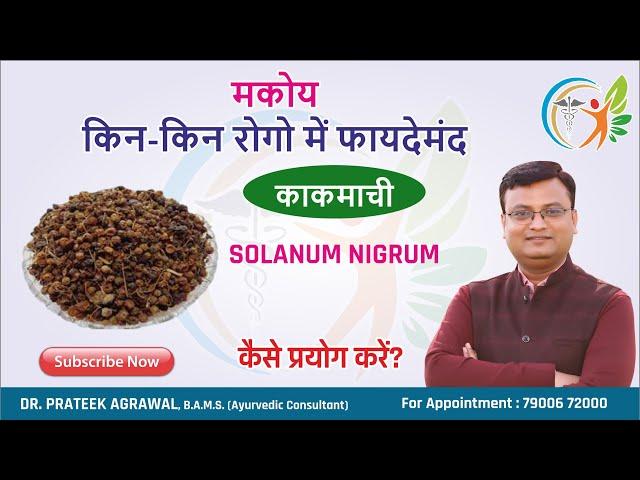 मकोय के फायदे | Makoy ke fayde | काकमाची | Solanum Nigrum | Dr. Prateek Agrawal (204)