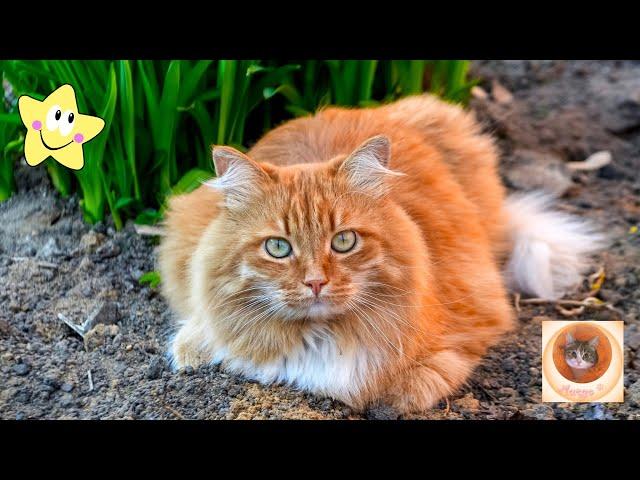 Кошачьи шалости: смех до слез