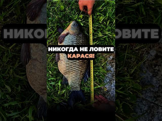 НИКОГДА НЕ ЛОВИТЕ Карася и ВОТ ПОЧЕМУ #рыбалка #рыба #карась