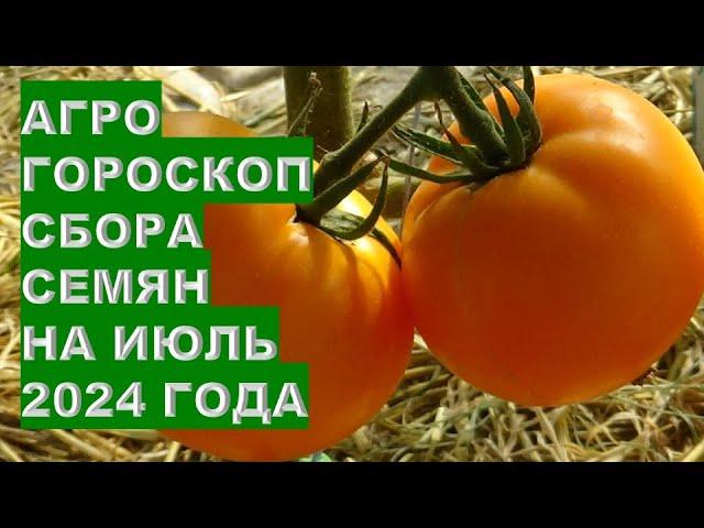 Агрогороскоп сбора семян овощных растений в июле 2024 Agrohoroscope for collecting vegetable seeds