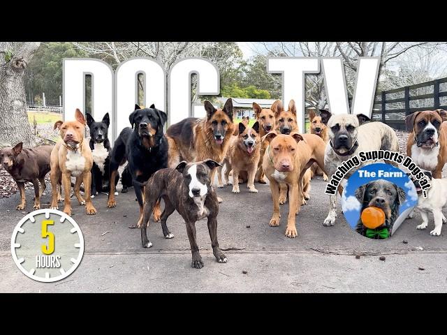 Entertaining Doggy Daycare TV - Dog Video for Dogs To Watch -  Relaxing Music & Real Sounds