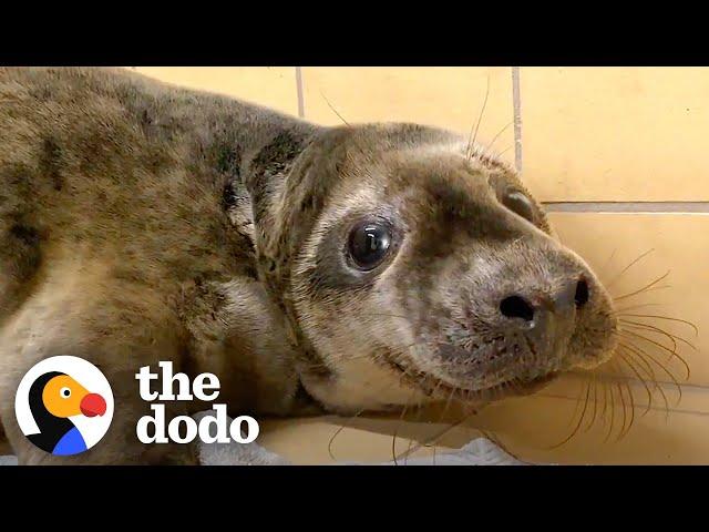 Seal Pup As Small As A Carry On Bag Nursed Back To Health | The Dodo Little But Fierce