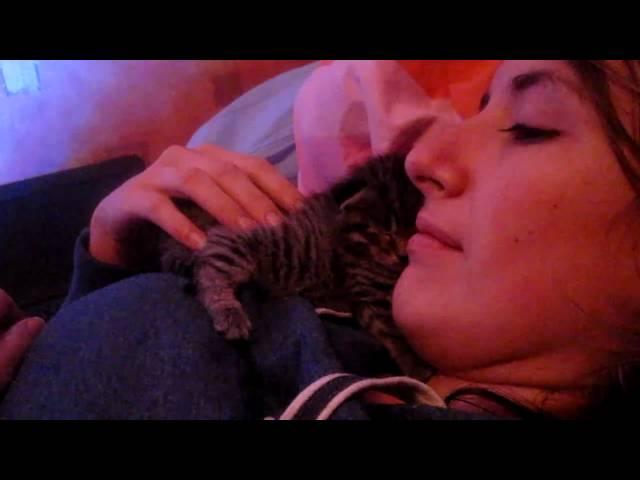 Cute Kitten Cuddle