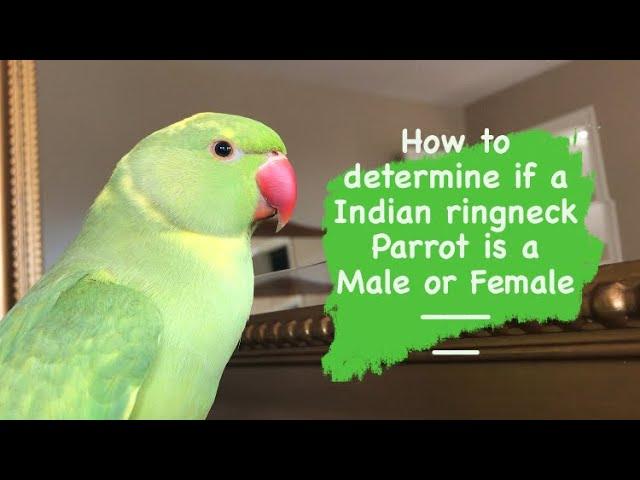 How to determine if a Indian ringneck parrot is a male or female gender