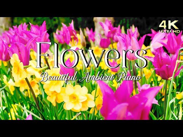 Beautiful Spring Flowers  Relaxing Ambient Piano Music
