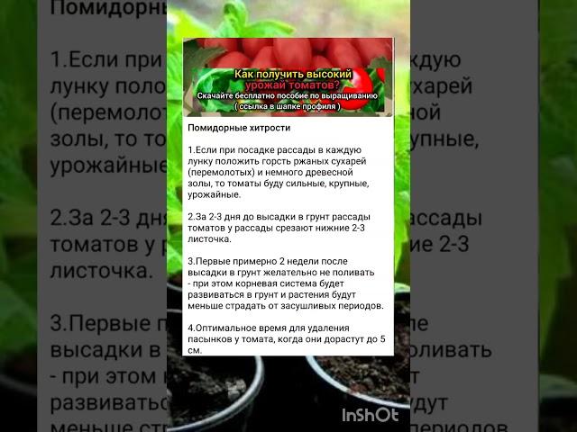 секреты богатого урожая помидор.
