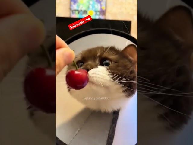 funny cat tiktok Come on,let’s eat! #tiktok #foryou #cat #cats #funny #funnyvideos #catsoftiktok