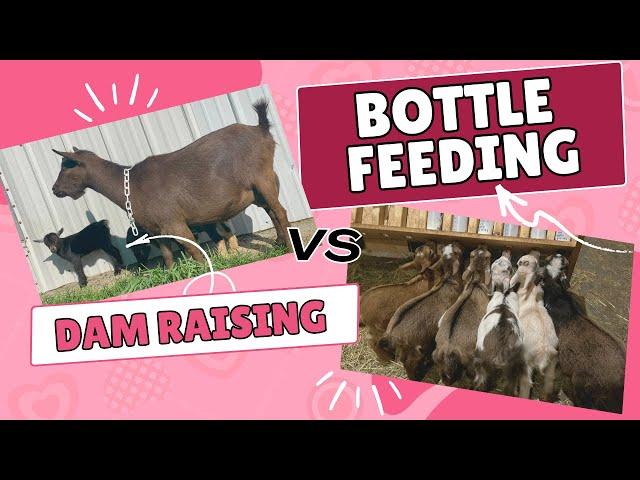 DAM RAISING VS. BOTTLE FEEDING KIDS (pros and cons of different kid management techniques)