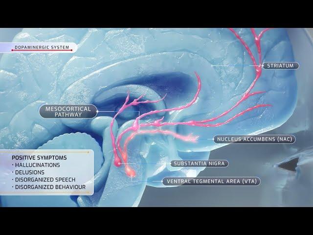 Neural Circuits of Schizophrenia