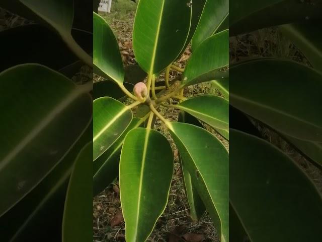 Rubber plant is a tree that can grow upto 100 feet, and is a home to animals. it can be poisonous.