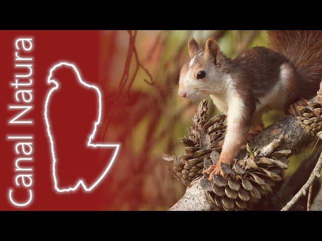 Ardilla roja (Sciurus vulgaris) Red Squirrel 4K