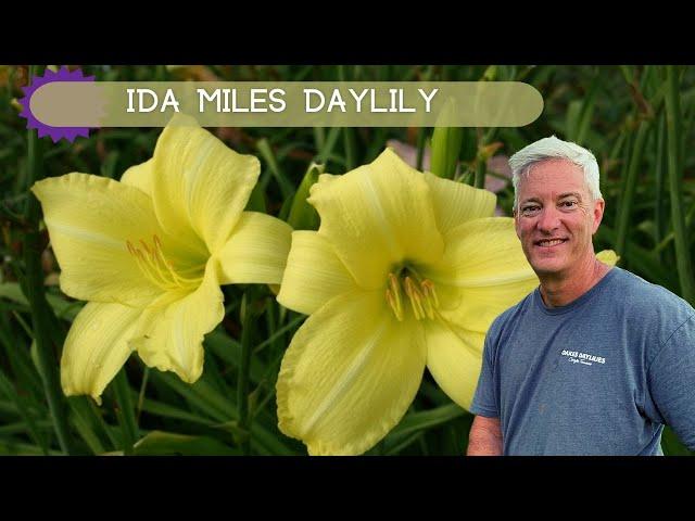 FRAGRANT LATE BLOOMS | Ida Miles Daylily