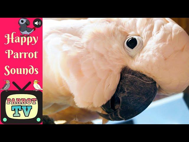 Parrot TV for Birds | Keep Your Parrot from Being Bored | Happy Parrot Sounds