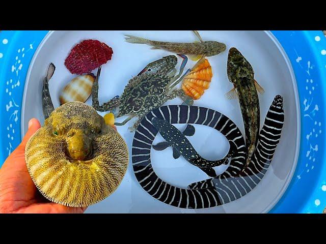 Catch puffer fish and hermit crabs, snails, slug, eel, crab, sea fish, ornamental fish, grouper fish