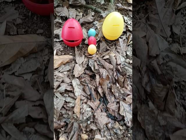 Looking for and finding big snail and eggs #snail #egg #snails #eggs