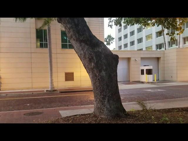 Ficus benghalensis - The Famous Banyan Tree In Downtown Fort Myers.