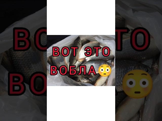 АСТРАХАНСКАЯ ВОБЛА 6 АПРЕЛЯ 2023 ГОД  #астрахань #вобла #рыбалка