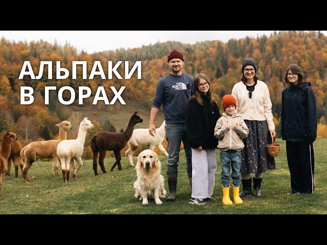 How a family moved from Kyiv to the Carpathians and is building an alpaca farm (English subtitles)