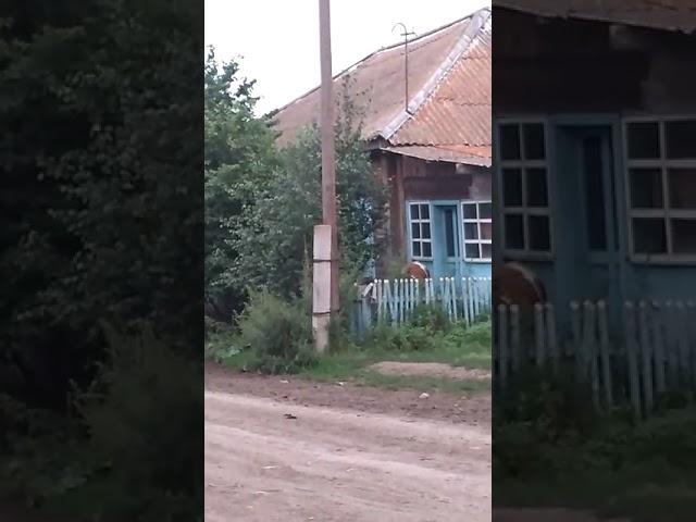 Вот так загоняют скотину в деревне