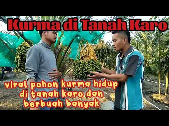 Pohon kurma di tanah karo berbuah lebat | dekat gunung sinabung