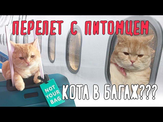 Перелет с котом за границу | 32 часа в пути!