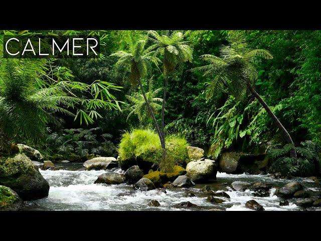 Musique Relaxante Siyotanka et Sons de Forêt Tropicale Pour Apaiser les Esprits, Sentez La Nature