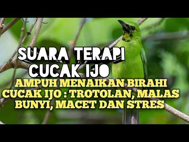 CUCAK IJO MACET STRES DAN MALAS BUNYI dan TROTOLAN , perlu suara TERAPI ini lur