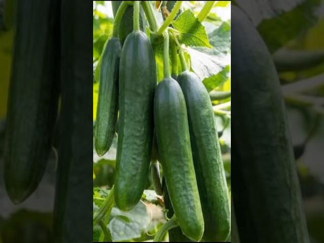 Cucumber gardening #shorts #pushpa #music #alluarjun #song #tamil #lakhneetvlogs #garden #vlog