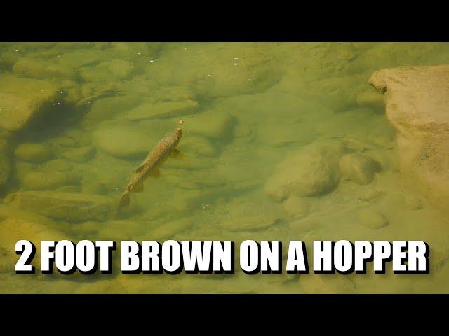 Two-Foot Brown Trout on the Dry Fly! Fly Fishing Dry Flies for a Big Brown Trout