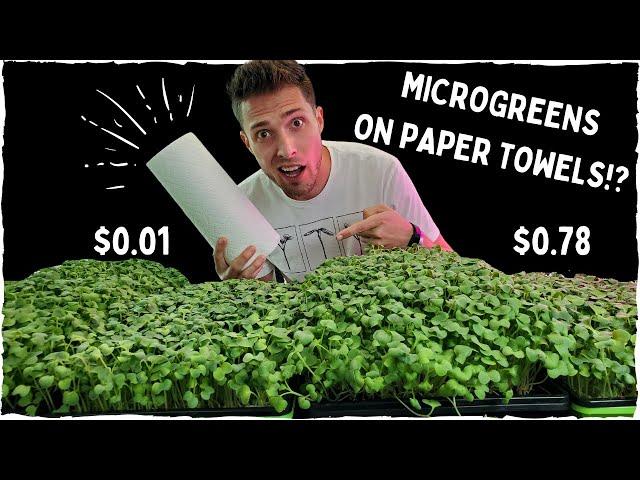 Can Paper Towels Grow Microgreens Successfully? | Coco Coir vs Paper Towel