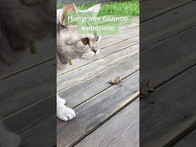 Кто напугался больше? Пиши в комментах #frog #cat #лягушка #кошка #кот #лапочка #веселыекоты #смешно