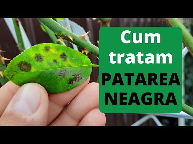 Cum tratam trandafirii | Patarea Neagra la trandafiri