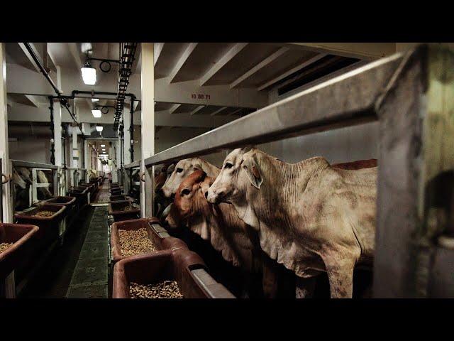 At least 100 cattle die onboard live export ship