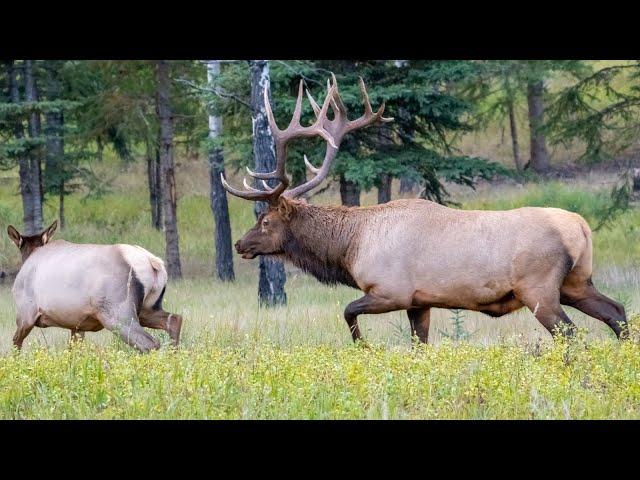 Biggest Elk Bull All Fired Up During the Elk Rut - Lots of Bugles