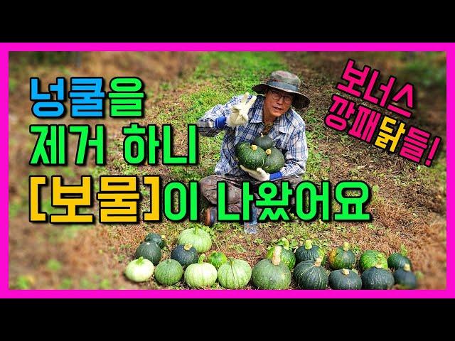 넝쿨속에 숨겨놓은 보물찾기와 닭들의 만행을 고발합니다 !